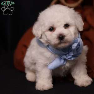 Jagger, Bichon Frise Puppy